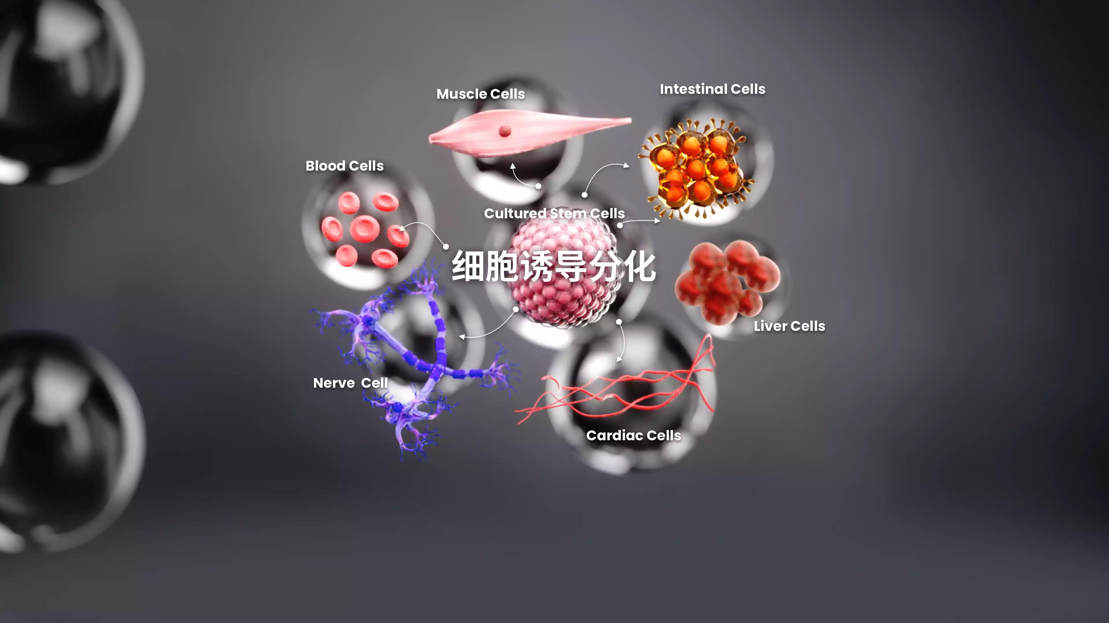 陶术生物undefined
