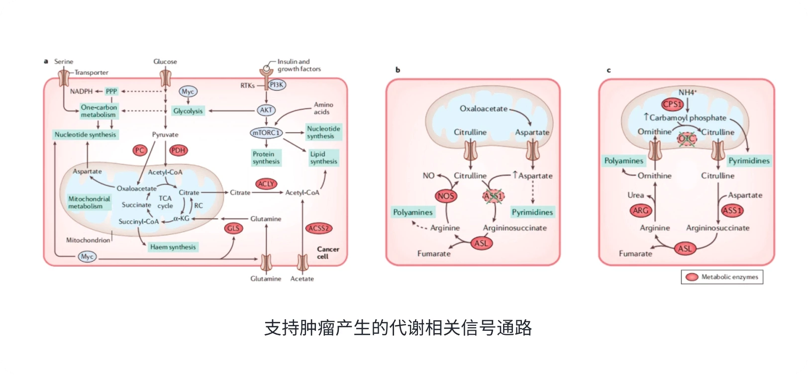 支持肿瘤产生的代谢相关信号通路