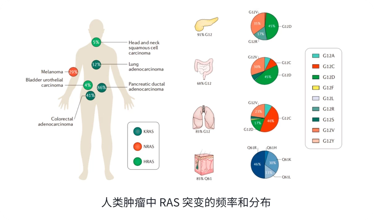 人类肿瘤中RAS突变的频率和分布