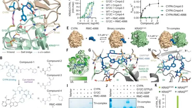 陶术生物Science重磅！再次打破KRAS不可成药传说，神奇的分子胶为何物？