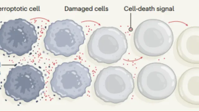 陶术生物Nature：铁死亡又有突破，揭示其细胞间传播机制！