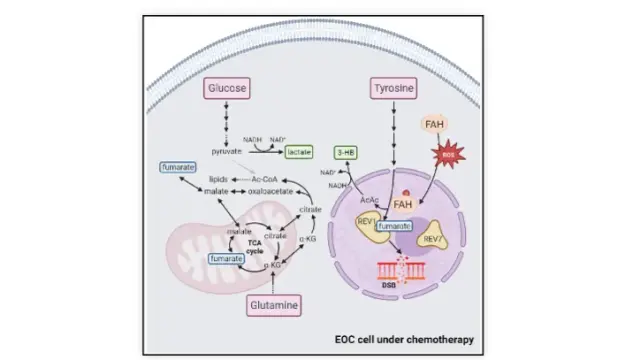 陶术生物Cell Metabolism：中山大学团队首次揭示酪氨酸增强癌症化疗效果的背后机制！