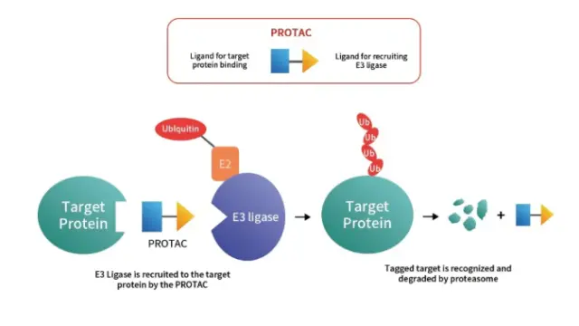 陶术生物PROTAC：挑战“不可成药”靶点